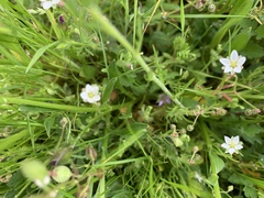 Spergula