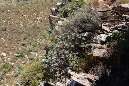 Euryops pectinatus