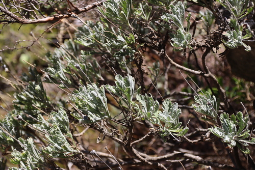 Euryops pectinatus