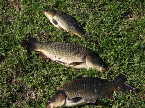 Cyprinus carpio