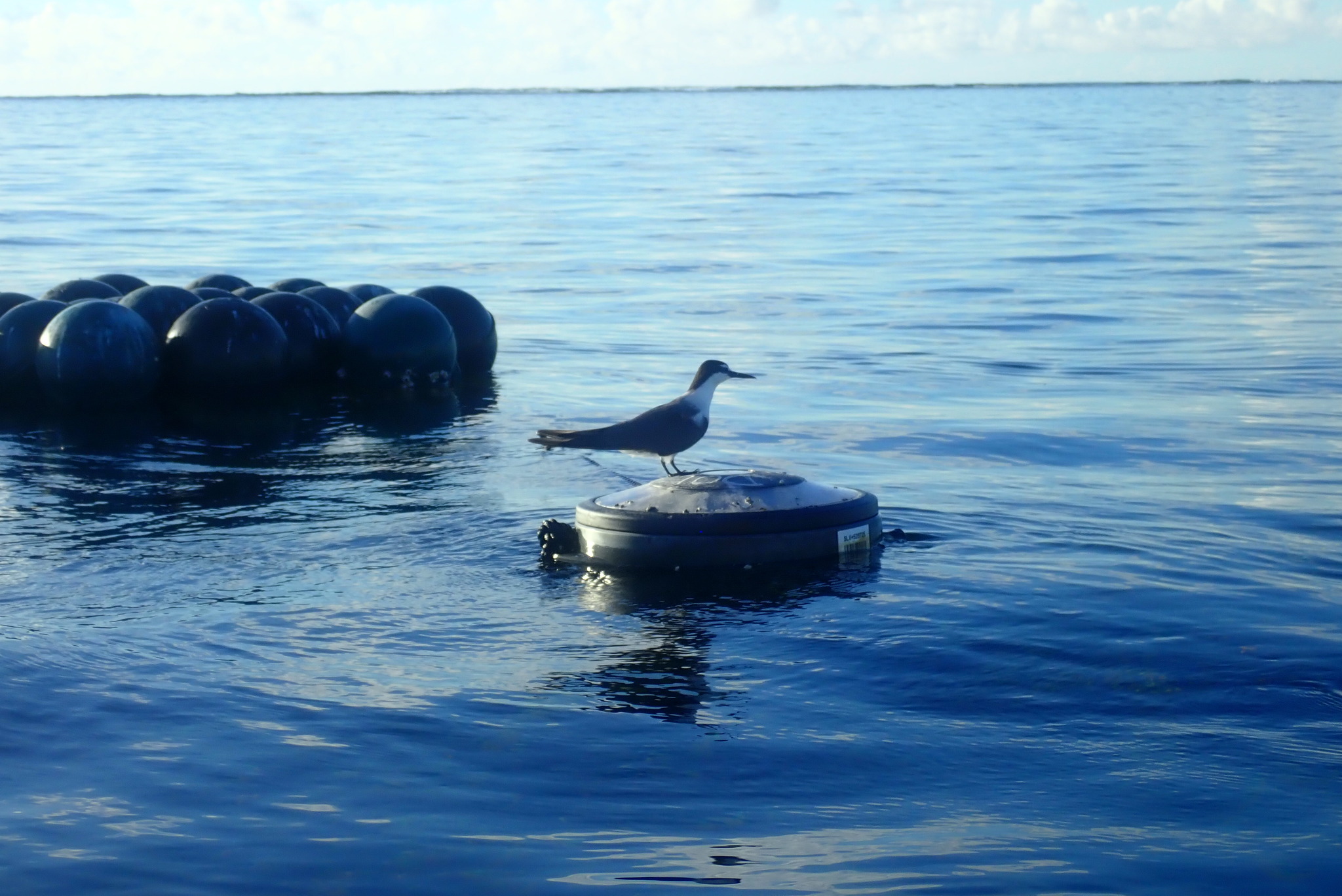 Bridled Tern (Onychoprion anaethetus), photo 4
