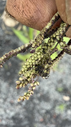 Paspalum paniculatum, photograph 4