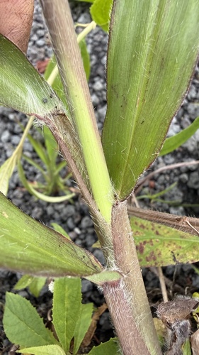 Paspalum paniculatum, photograph 3