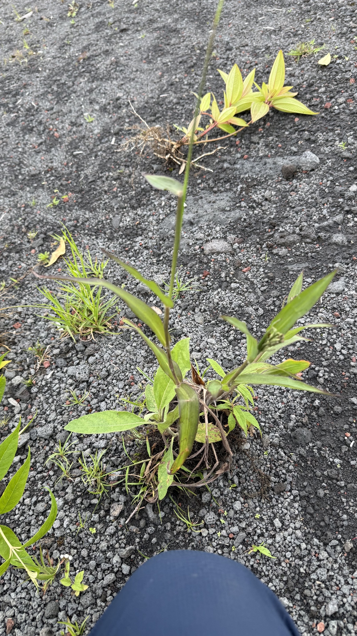Paspalum Paniculatum (Paspalum paniculatum)