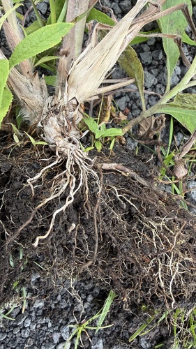 Paspalum paniculatum, photograph 6
