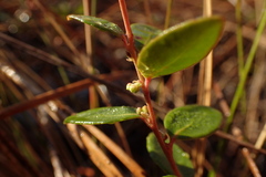 Vaccinium crassifolium