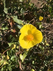 Dendromecon harfordii