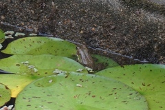 Pelophylax plancyi