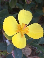 Dendromecon harfordii