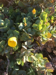 Dendromecon harfordii