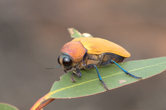 Julodimorpha bakewelli