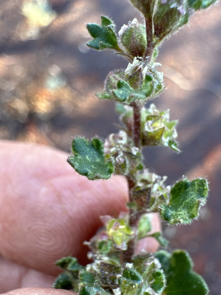 Lawrencia repens