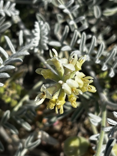 San Miguel Island milkvetch (Astragalus miguelensis)