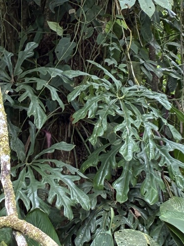 Anthurium clavigerum, photograph 4