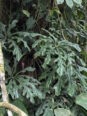 Anthurium clavigerum, photograph (c) er-birds, some rights reserved (CC BY)
