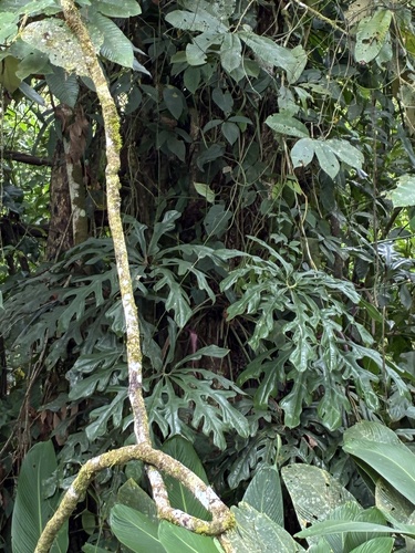 Anthurium clavigerum, photograph 5