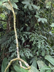 Anthurium clavigerum, photograph (c) er-birds, some rights reserved (CC BY)