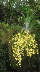 Oncidium klotzscheanum