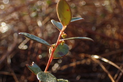 Vaccinium crassifolium