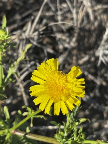 Leafy Desertdandelion (Malacothrix foliosa)
