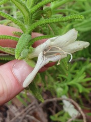 Chloanthes stoechadis