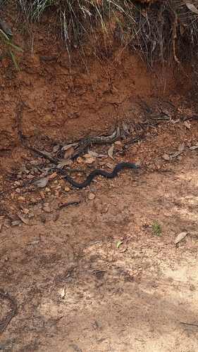 Pygmy Copperhead