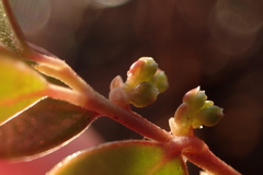 Vaccinium crassifolium