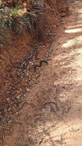 Pygmy Copperhead
