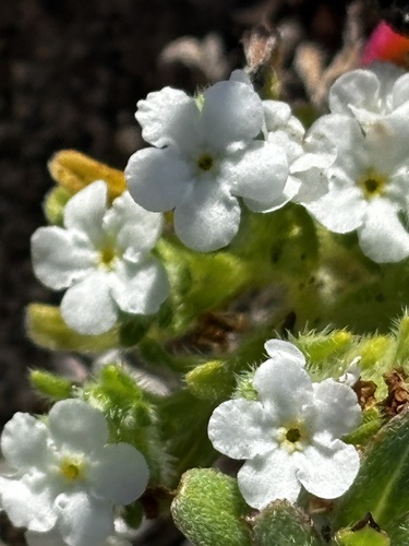 San Clemente Island Dune Cryptantha (Cryptantha clementina)