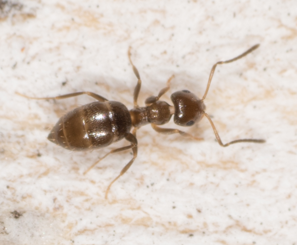 Rover Ants