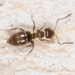 Rover Ants - Photo no rights reserved, uploaded by Jesse Rorabaugh