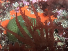 Cumathamnion decipiens