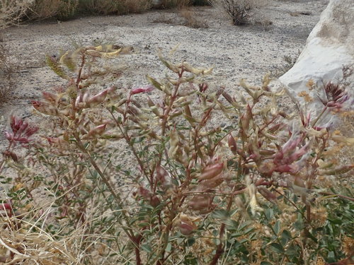 Astragalus preussii var. preussii