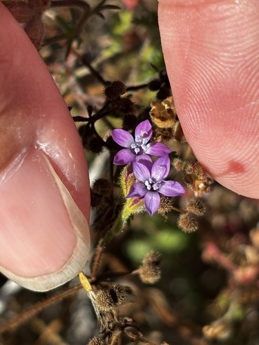 nevin's gilia (Gilia nevinii)