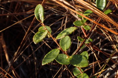 Vaccinium crassifolium
