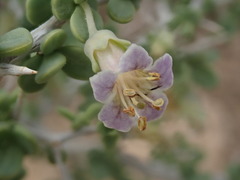 Lycium pallidum oligospermum