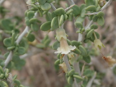 Lycium pallidum oligospermum