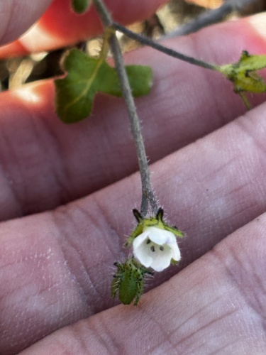 Pholistoma racemosum, photograph 5