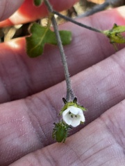 Pholistoma racemosum, photograph (c) Sula Vanderplank, some rights reserved (CC BY)