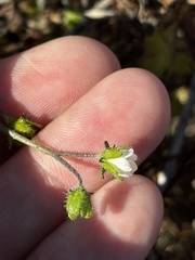 Pholistoma racemosum, photograph (c) Sula Vanderplank, some rights reserved (CC BY)