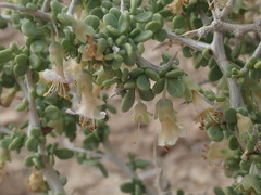 Lycium pallidum oligospermum