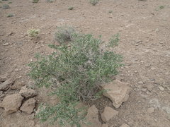 Lycium pallidum oligospermum