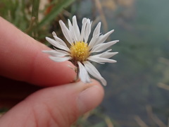 Almutaster pauciflorus