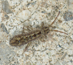 Isotomurus palustris