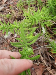Chloanthes stoechadis