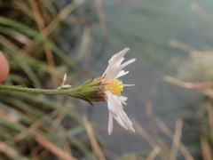 Almutaster pauciflorus