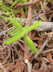 Chloanthes stoechadis