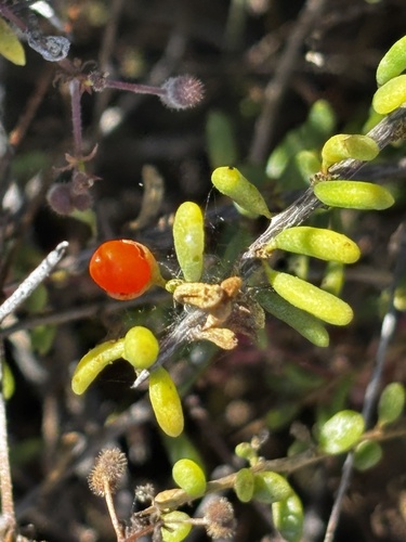 California boxthorn (Lycium californicum)