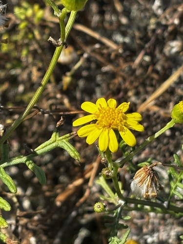 island senecio (Senecio lyonii)