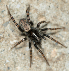 Allocosa subparva